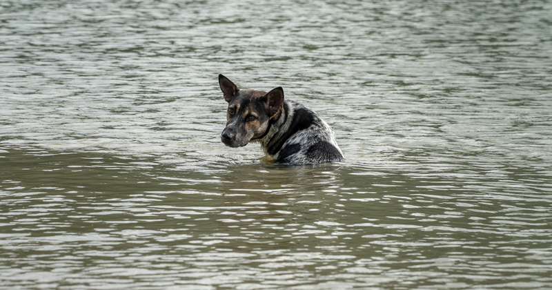 A stray dog sits alone in the flood. Don't abandoned.