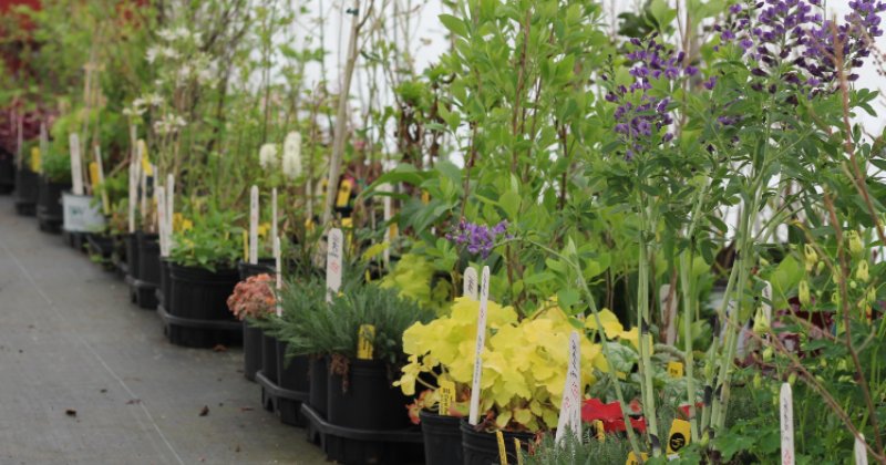 Potted plants with tags lined up in preparation for UDBG plant sale