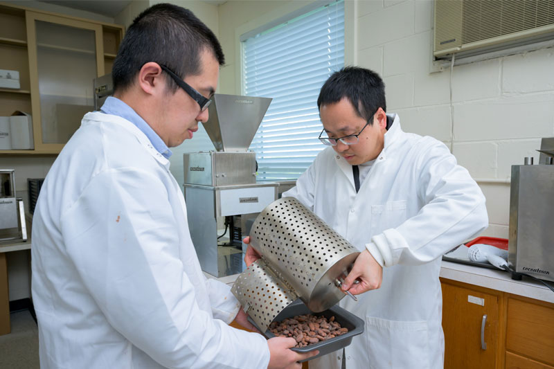 Juzhong Tan is dumping roasted cocoa beans from a drum roaster as postdoctoral researcher Ruogu Tang holds the tray. Juzhong Tan is dumping roasted cocoa beans from a drum roaster as postdoctoral researcher Ruogu Tang holds the tray.