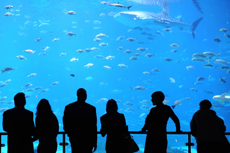 Visitors to the Georgia Aquarium can see all sorts of marine animals. There are also plenty of interactive experiences, such as the Journey with Gentle Giants dive, which, according to the Georgia Aquarium website, is the only opportunity in the world where guests are guaranteed to dive with whale sharks, manta rays and thousands of other fish. Visitors to the Georgia Aquarium can see all sorts of marine animals. There are also plenty of interactive experiences, such as the Journey with Gentle Giants dive, which, according to the Georgia Aquarium website, is the only opportunity in the world where guests are guaranteed to dive with whale sharks, manta rays and thousands of other fish.