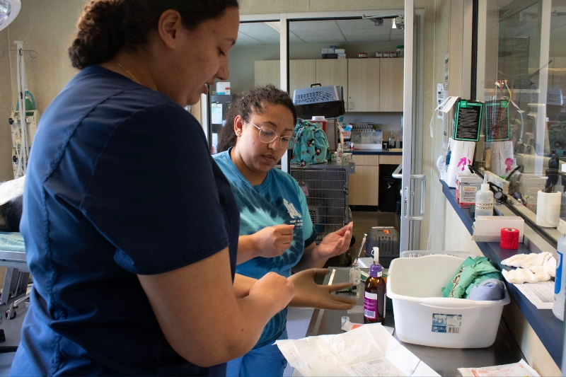 Medical manager and UD alumna Yesenia Valle oversees UD student Emily Gordon during Gordon’s internship at Humane Animal Partners (HAP). Valle was once a HAP intern herself when the organization was known as the Delaware Humane Association. 