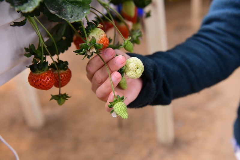 Gordon Johnson, retired extension fruit and vegetable specialist, holds an oddly shaped strawberry, growing alongside normal fruit. Johnson is working on the logistics of introducing bumblebees to enhance pollination.