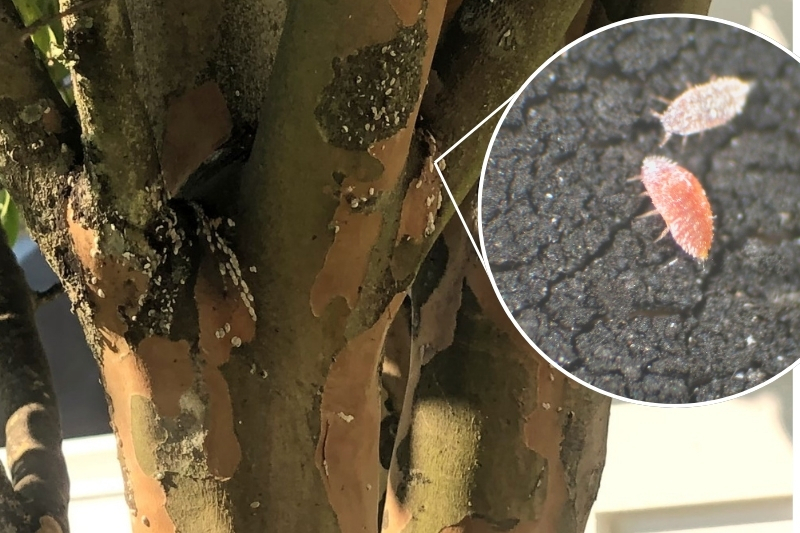 Crape myrtle bark scale, an invasive insect first spotted in Delaware in 2020, threatens the beauty of crape myrtles, an ornamental tree popular in landscapes throughout the state. The pest is now active in Sussex and Kent counties but is yet to be seen in New Castle County.