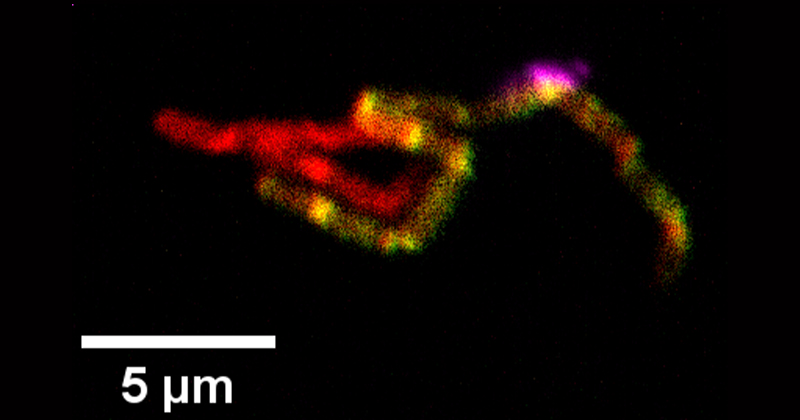 The colors displayed in this hybrid cell indicate the presence of rRNA from more than a single organism — red signals rRNA from C. ljungdahlii and green signals rRNA from C. kluyveri. Image courtesy John Hill. The colors displayed in this hybrid cell indicate the presence of rRNA from more than a single organism — red signals rRNA from C. ljungdahlii and green signals rRNA from C. kluyveri. Image courtesy John Hill.