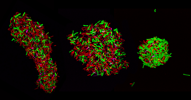 The colors displayed in this hybrid cell indicate the presence of rRNA from more than a single organism — red signals rRNA from C. ljungdahlii and green signals rRNA from C. kluyveri. Image courtesy John Hill. The colors displayed in this hybrid cell indicate the presence of rRNA from more than a single organism — red signals rRNA from C. ljungdahlii and green signals rRNA from C. kluyveri. Image courtesy John Hill.