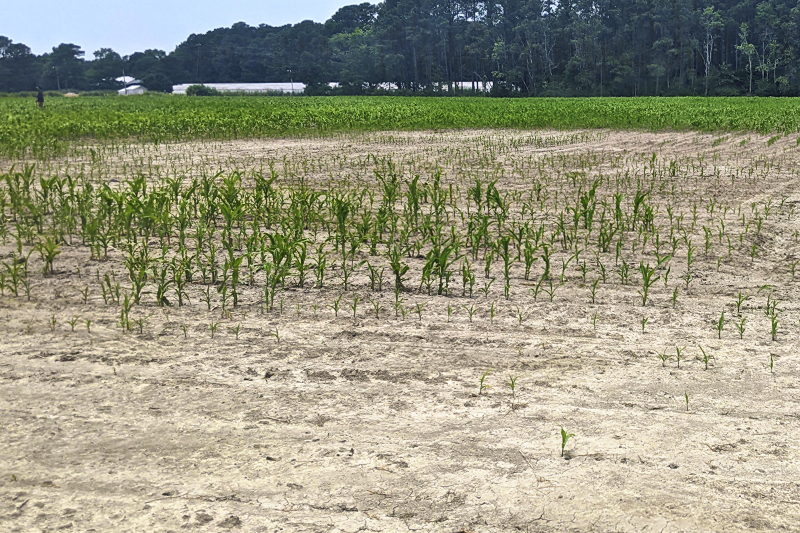 Many farms in the Delmarva are seeing a reduction in crop health or bare patches on farmlands where nothing grows due to rising salinity in their soils. Many farms in the Delmarva are seeing a reduction in crop health or bare patches on farmlands where nothing grows due to rising salinity in their soils.