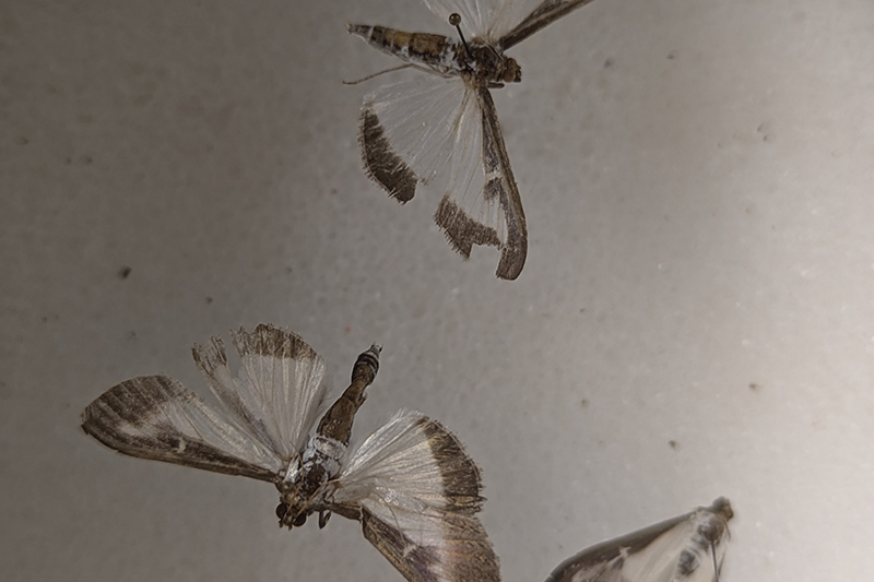 Students in the Kunkel Lab were able to inspect and pin the boxtree moths after the caterpillars hatched. Students in the Kunkel Lab were able to inspect and pin the boxtree moths after the caterpillars hatched.