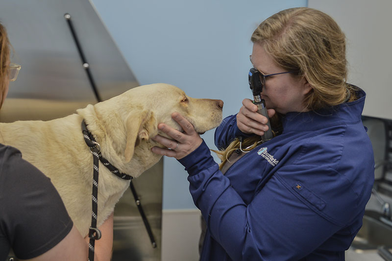 University of Delaware alumna Jessica Berkeridge treats a canine patient at Summit Bridge Veterinary Hospital in Bear, Delaware. Berkeridge opened the practice in 2019. She attributes her acceptance into veterinary school to the experiences she gained on the UD College of Agriculture and Natural Resources’ 350-acre working farm. University of Delaware alumna Jessica Berkeridge treats a canine patient at Summit Bridge Veterinary Hospital in Bear, Delaware. Berkeridge opened the practice in 2019. She attributes her acceptance into veterinary school to the experiences she gained on the UD College of Agriculture and Natural Resources’ 350-acre working farm.