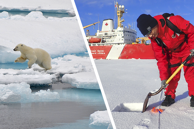 UD doctoral student Tianyu Zhou is pictured on the right using a shovel to remove snow that covers the sea ice during a research cruise to the Arctic Ocean in the fall of 2024. Within the square that is cleaned by the shovel, the team measured the thickness of the snow layer and drill into the sea ice.