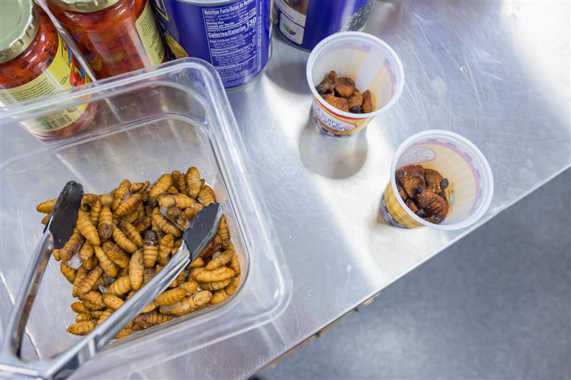 Silkworm pupae (left) and Sago worms (right) before they were added to the soup. Silkworm pupae (left) and Sago worms (right) before they were added to the soup.