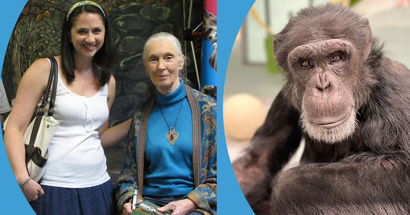 “Her impact is immeasurable,” said Erika Fleury, Class of 2003, whose professional path crossed with Jane Goodall’s on numerous occasions. “There is so much to learn from someone who never stopped speaking out for what she believed in.” At right, Cy is one of the chimps rescued through the Chimpanzees in Need fundraiser, with the help of Fleury and Goodall. “Her impact is immeasurable,” said Erika Fleury, Class of 2003, whose professional path crossed with Jane Goodall’s on numerous occasions. “There is so much to learn from someone who never stopped speaking out for what she believed in.” At right, Cy is one of the chimps rescued through the Chimpanzees in Need fundraiser, with the help of Fleury and Goodall.