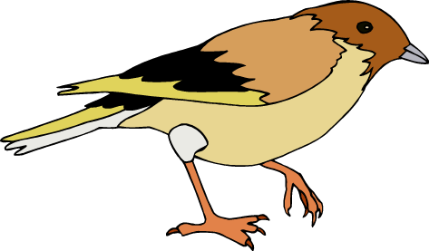 Picture of a Bird